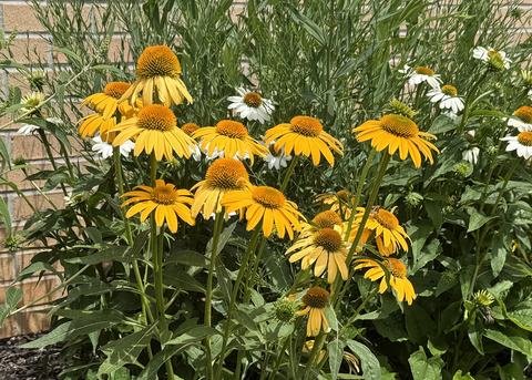 A cluster of yellow flowers grows on tall stems.