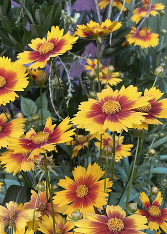 A cluster of yellow flowers has bronze-red centers.