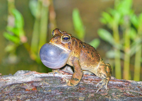 A toad expands his vocal sac.