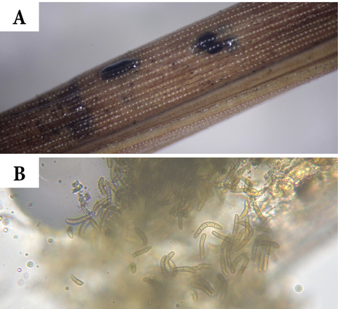 Photo A is a close-up of a single needle with two round to oval, black spots. Photo B is a microscopic view of many curved, brown structures.