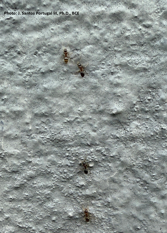 Black ants walk across a white pebbled surface.