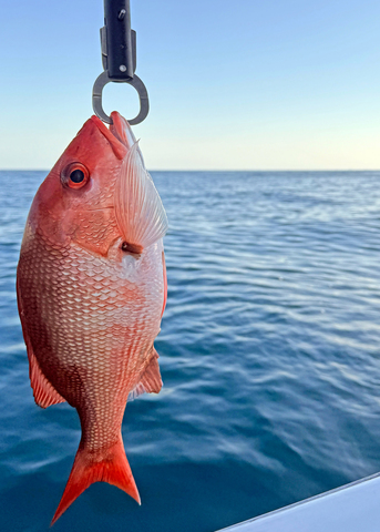 A red snapper fish hangs from a descender device clip, with calm ocean water in the background.