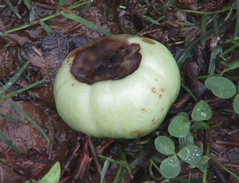 A green tomato with a dark brown area on top.