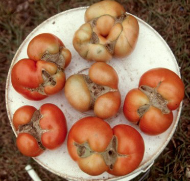 Irregularly shaped tomatoes have brown scars at the blossom ends that run up the sides of the fruits.