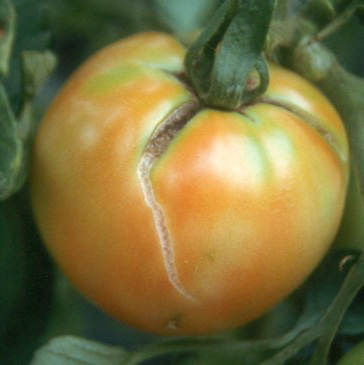 An almost ripe tomato has a large crack running down its side. 