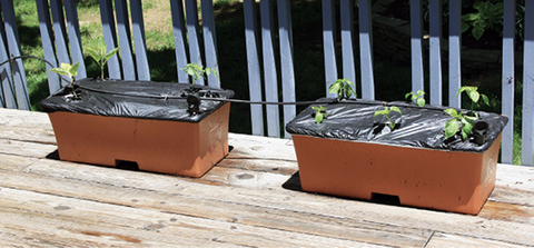 Small green plants grow through holes in the plastic covering the soil in two rectangular containers. 