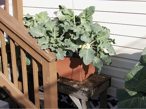 A large, leafy plant in a box on a bench in the sun.