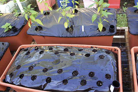 A container filled with soil and covered with a plastic sheet with approximately 20 holes cut into it. 