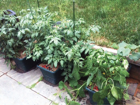 A row of four containers with pink and purple flowers growing in them.