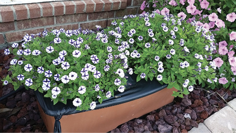White and purple flowers growing in a box. 