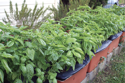 A row of brown containers holding leafy green basil plants. 