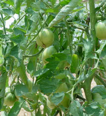 Tomato plant showing the edges of its leaves rolling inward.