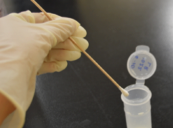 A gloved hand places a swab into a vial.