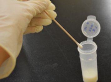 A closeup of a gloved hand placing a swab into a vial.