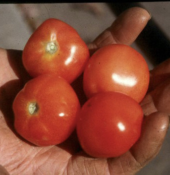 A hand holds four small red tomatoes. 