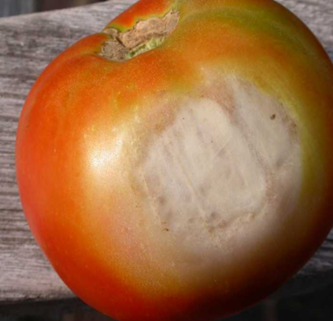 A red tomato has a white spot on its side. 