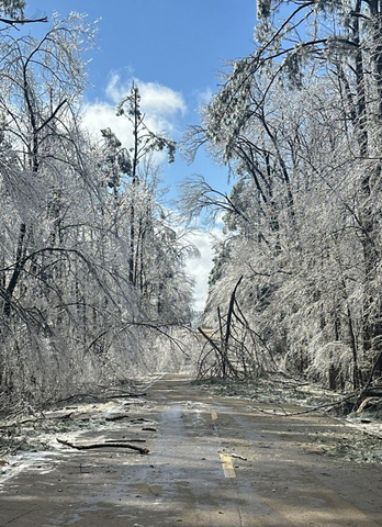 A road with damaged trees lined on each side