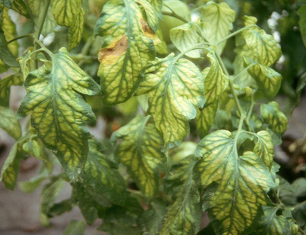 Yellow leaves with green veins.
