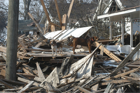 Two dogs stand on top of a very large pile of debris from a damaged house.