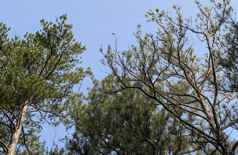 Tops of green pine trees against a blue sky.