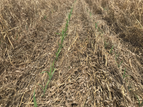 A field with dead, flattened plants with two rows of small, green plants growing in.
