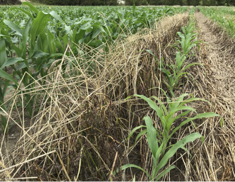 The right shows tall, dead vegetation with a row of small, green plants growing in. The left shows rows of much taller, green plants growing and no dead vegetation around.