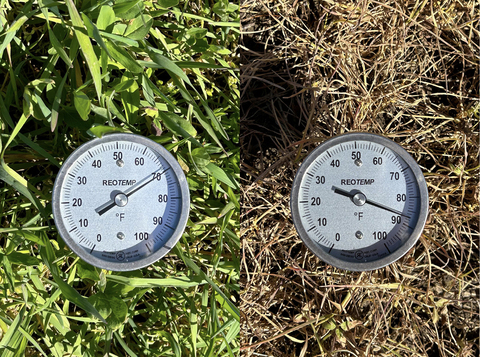 Left photo shows green plants growing and a thermometer reading 70 degrees F. Right photo shows dead vegetation and a thermometer reading 87 degrees F.