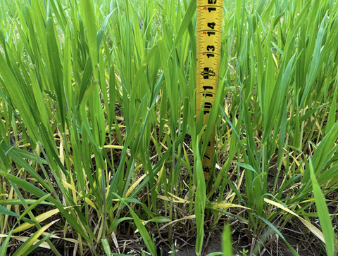Close-up of green, grassy plants with a tape measure showing that they are about 15 inches tall.