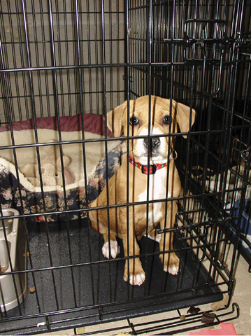A small dog looks out of its kennel, which contains a soft bed, a stuffed toy, and a food and water bowl.