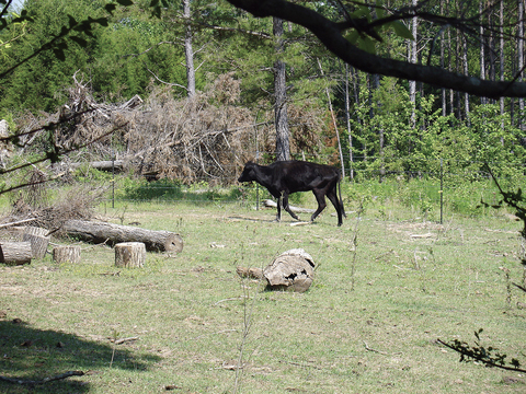 A cow walks in a pasture with tree stumps and downed trees all around.