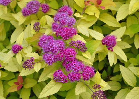 A plant has purple blooms with yellow foliage.