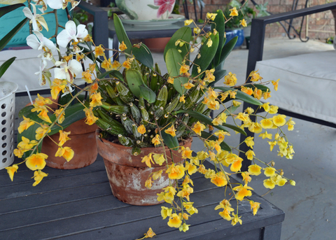 A plant with yellow blooms grows in a container.