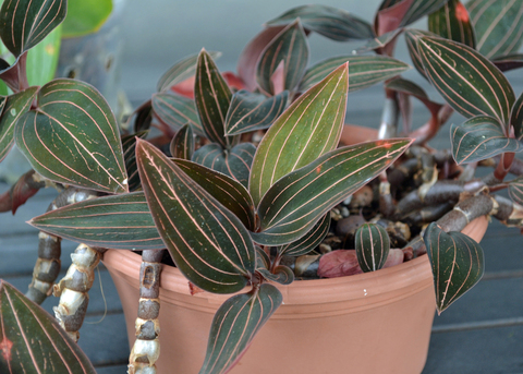 A plant in a container has pink lines on green leaves.