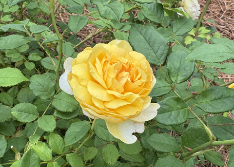 A single yellow rose blooms on a bush.