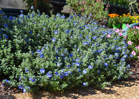 A bush displays dozens of blue flowers.