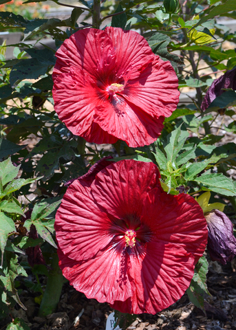 Two large, red flowers bloom on a plant.