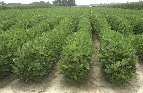 Rows of leafy, green plants.