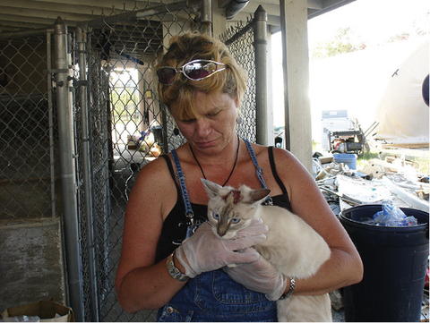 A person wearing gloves holds a cat that has an injury to the top of its head.