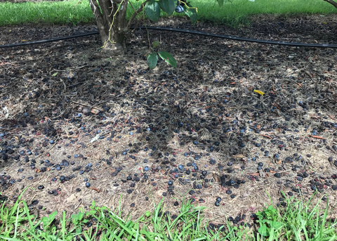 Blueberries on the ground under a bush after too much rain.