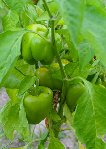 Green bell peppers grow on a bush.