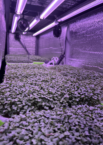 Microgreens grow under blacklight in an enclosed space.