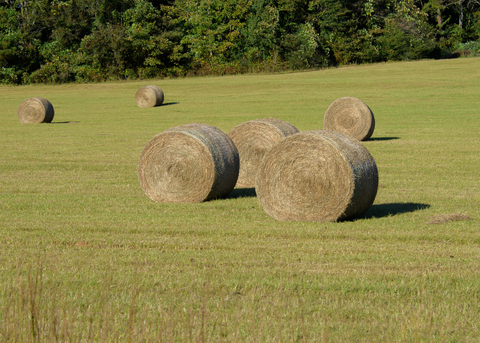 Round bales of hay are scattered across a recently cut hay field.