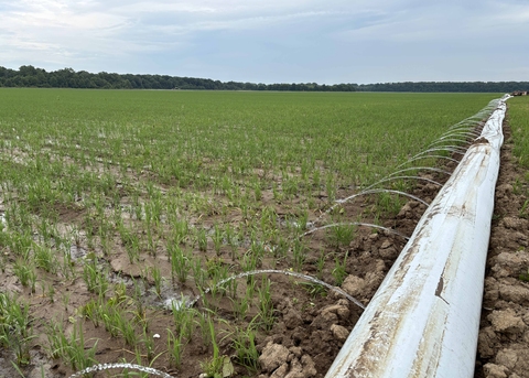Water spouts from a white tube into a field with small rice plants.