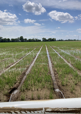Small rice plants grow in a field between rows filled with water.