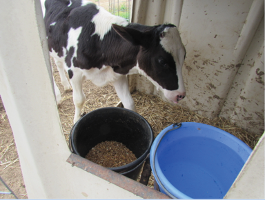 A calf walks into a small, metal pen with hay on the floor and buckets of feed and water.