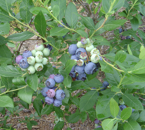 Clusters of blueberries on a bush.