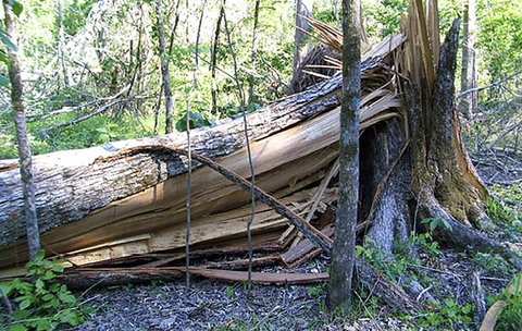 Large oak tree snapped at the trunk, with the broken top lying on the ground and splintered wood exposed.