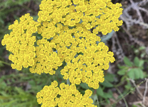 Bright yellow yarrow with flat-topped flower clusters.