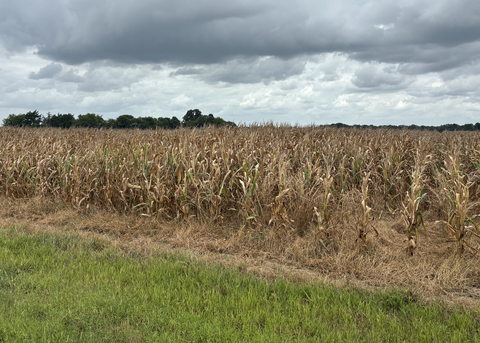 A field of dry corn is ready for harvest.