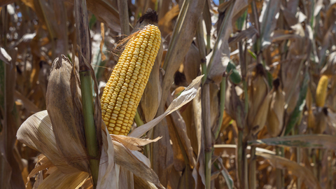 An ear of corn in a field